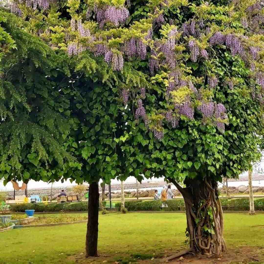  عمر آدم مثل اون لک لک پیره با صدای زن