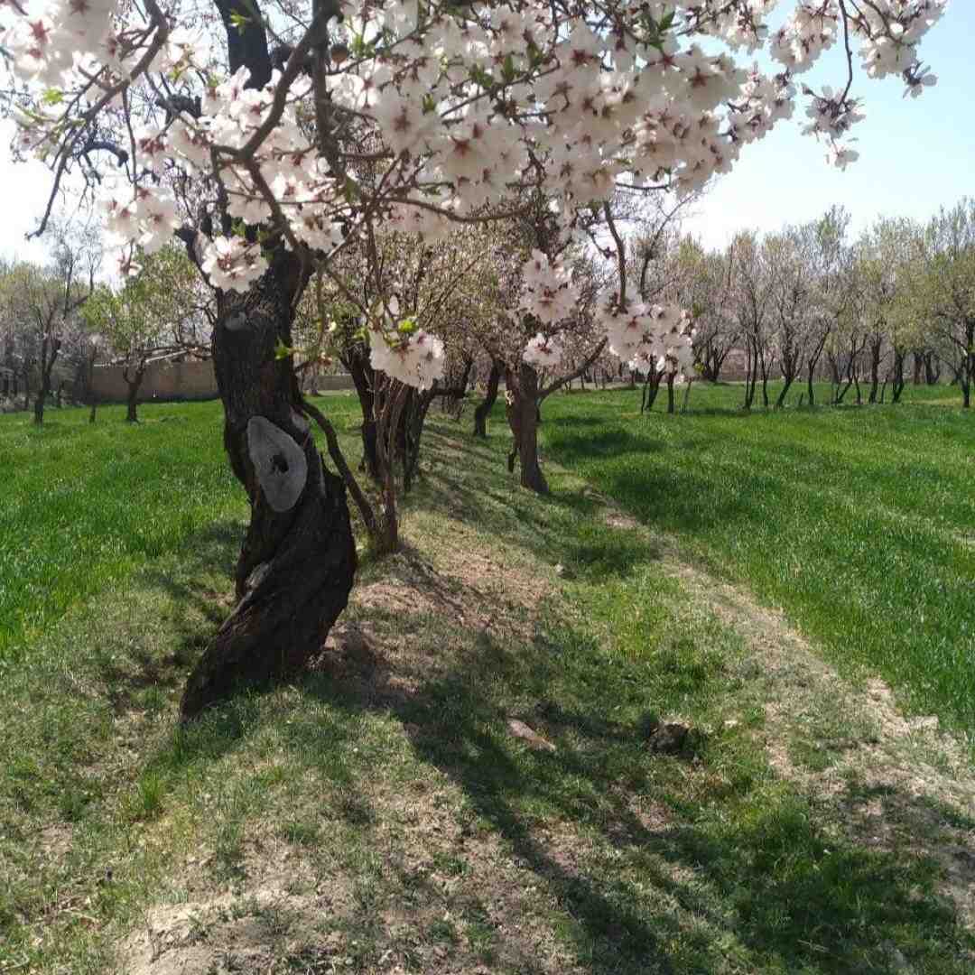   ستاره مرد سپیده دم چو یک فرشته