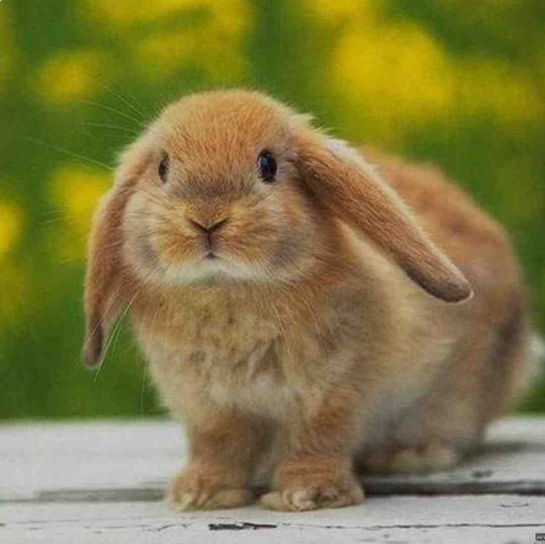  یه روز آقا خرگوشه با صدای بچه