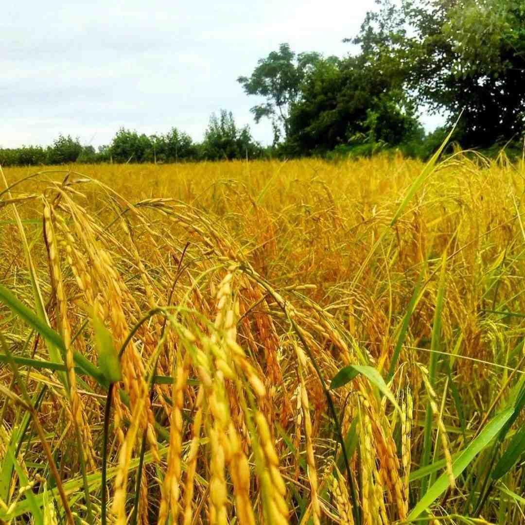 زندگی خستیم خستیم وی روزگار صدای زن