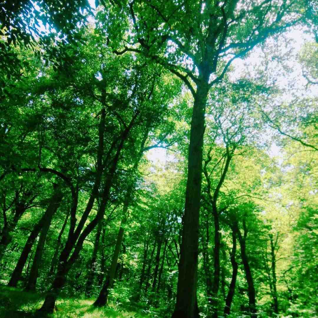  شمع باشی دلم پروانته (هوش مصنوعی)