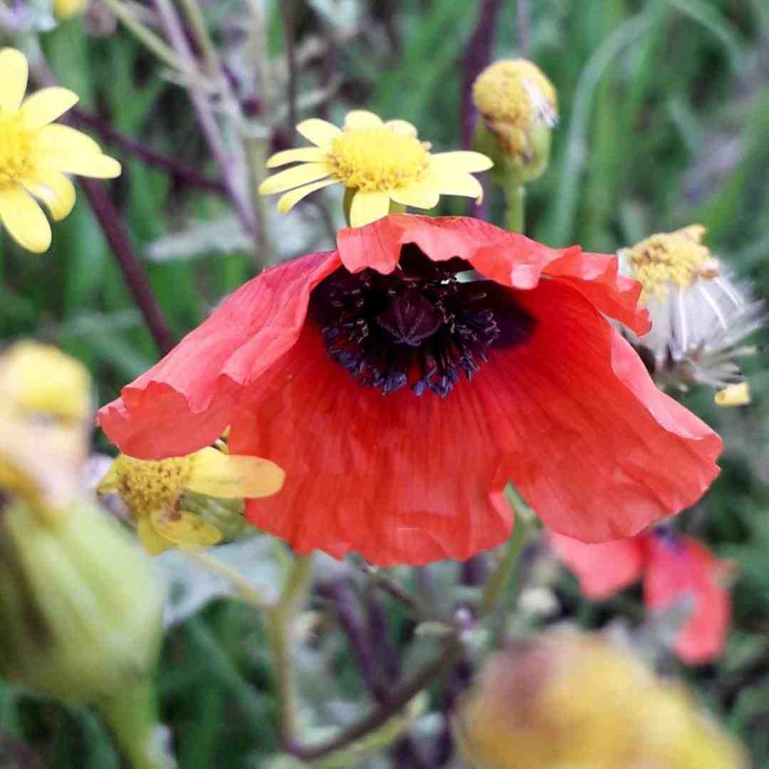  مشروب خوردی پسر نه من آب جو خوردم