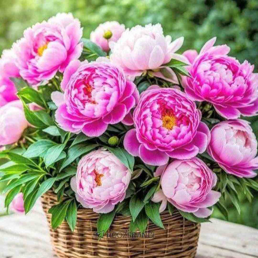  ننه ننه یه پسری عاشق منه اسم پسره هوشنگه با صدای بچه