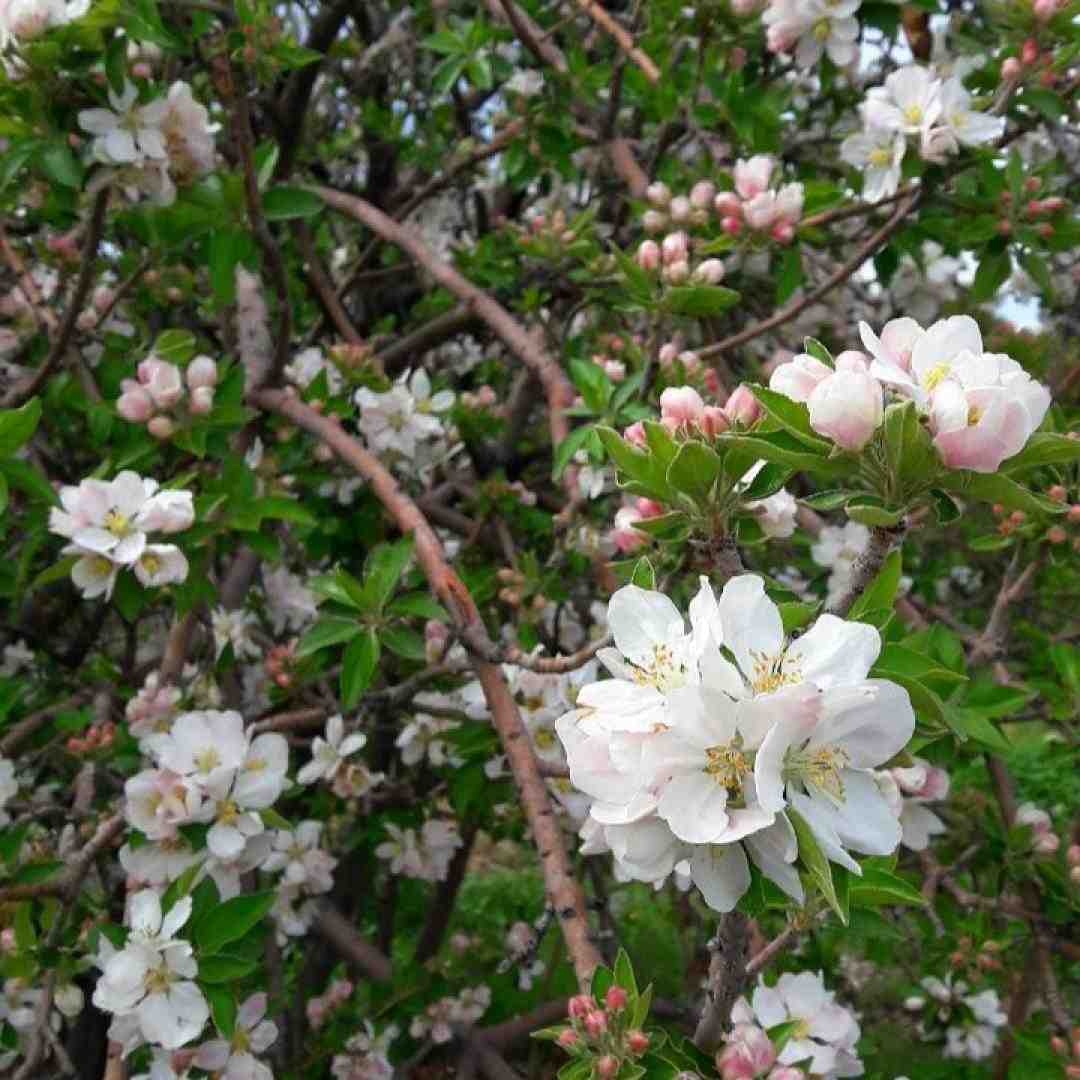  ای جان ای جان از کجای کیهان
