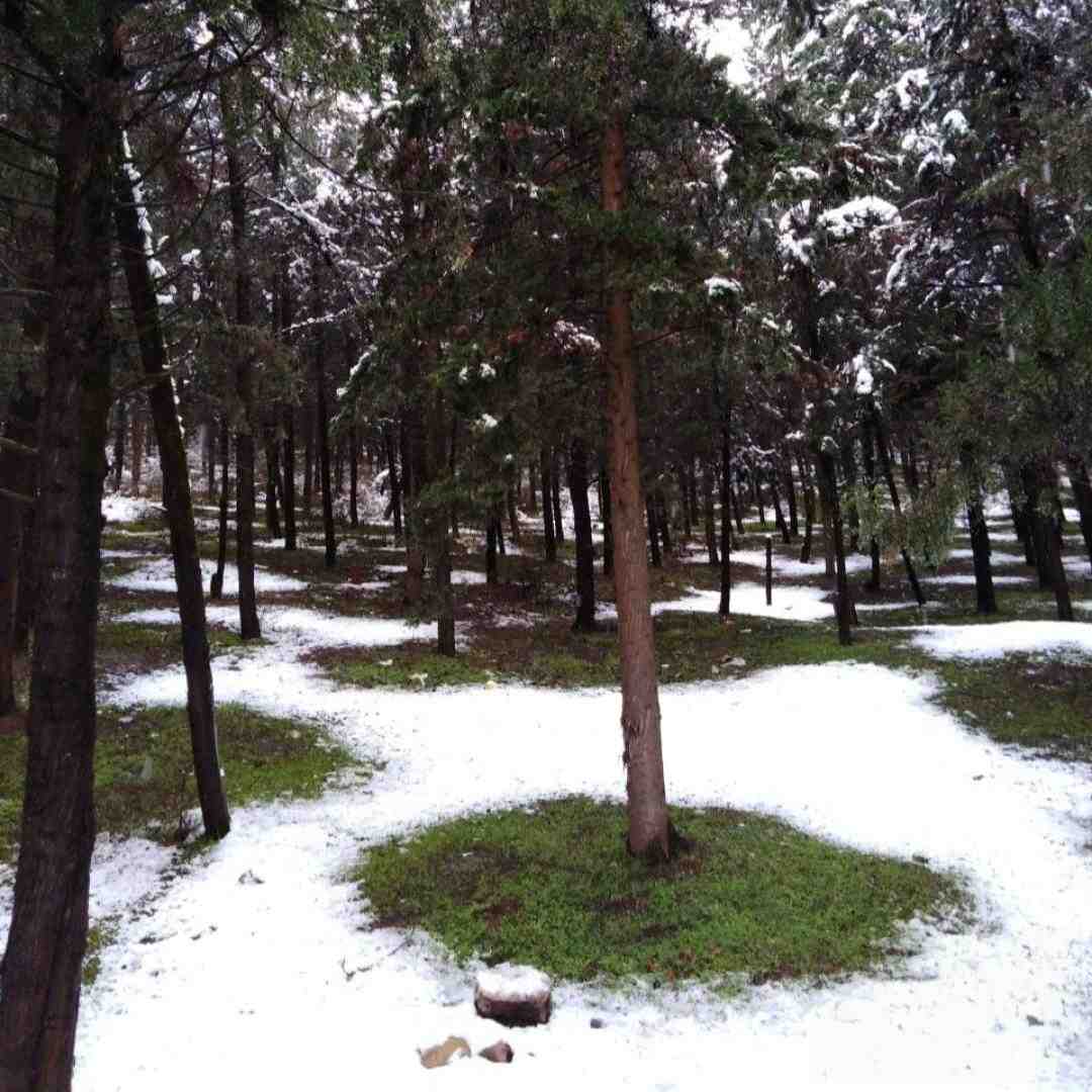 نازه نازه ولک نمک میریزه ولک (ترند اینستایی)