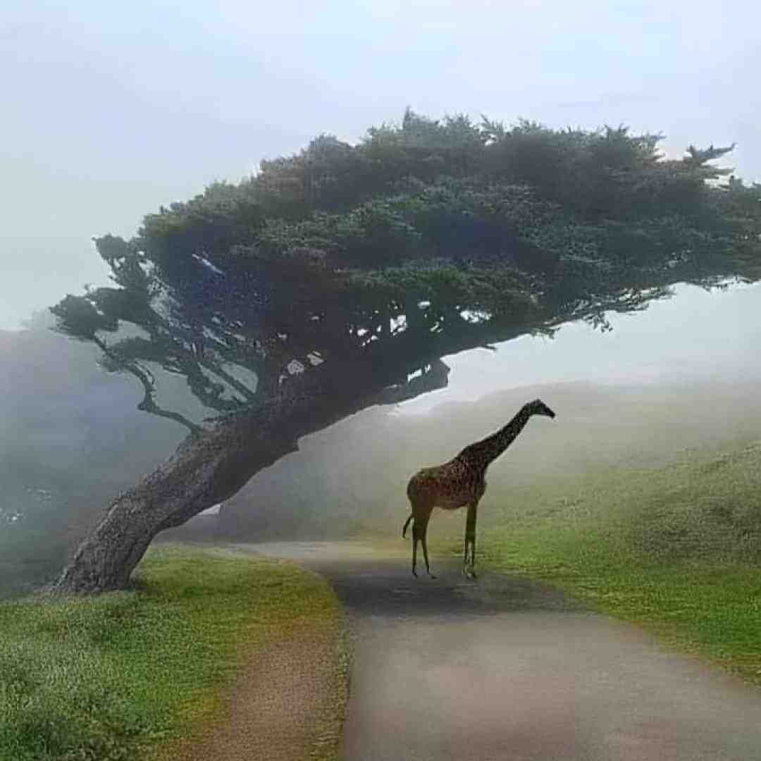  حالا ببین کل شهر دنبالتن