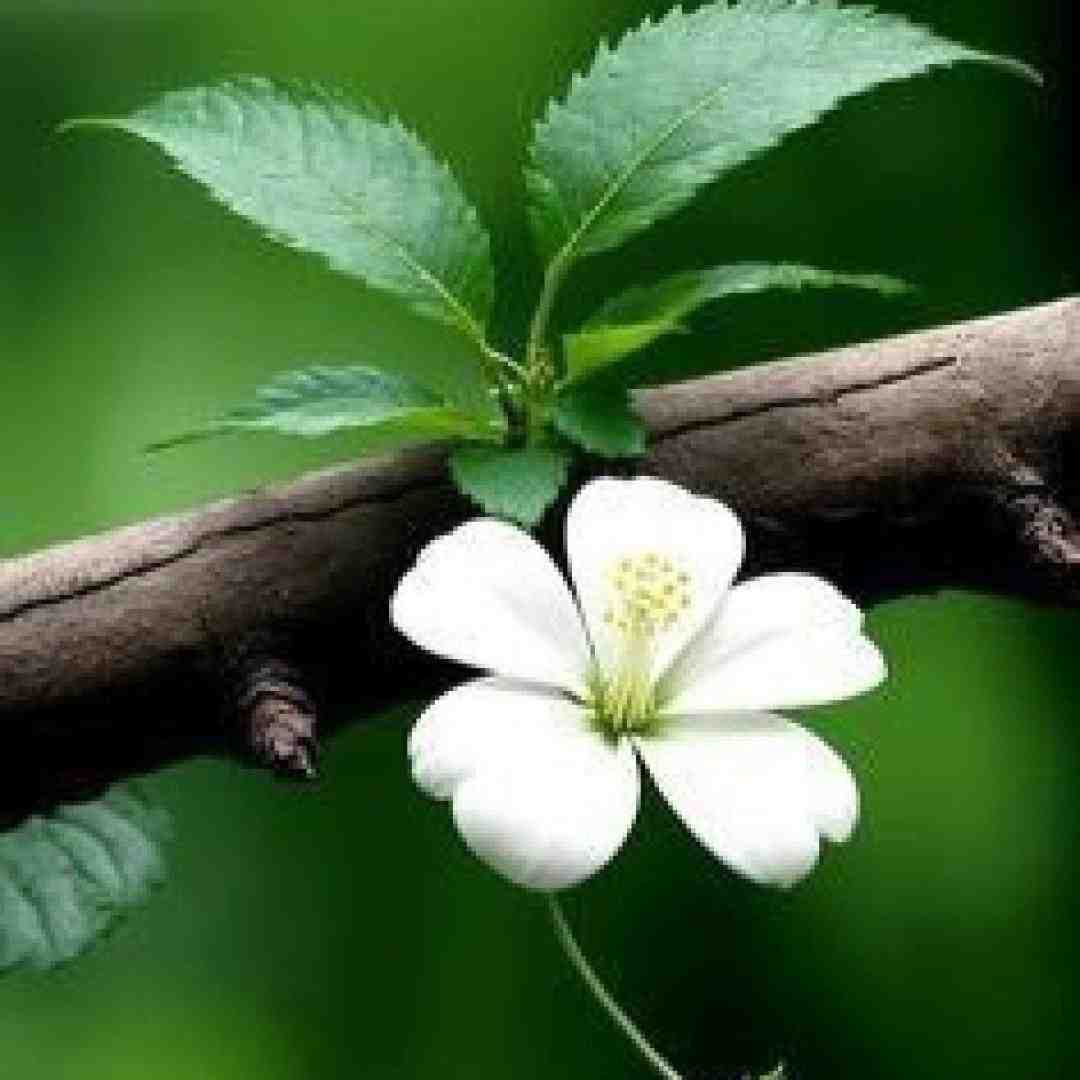 ترمه و اطلس بیارین تا بپوشونم تنت