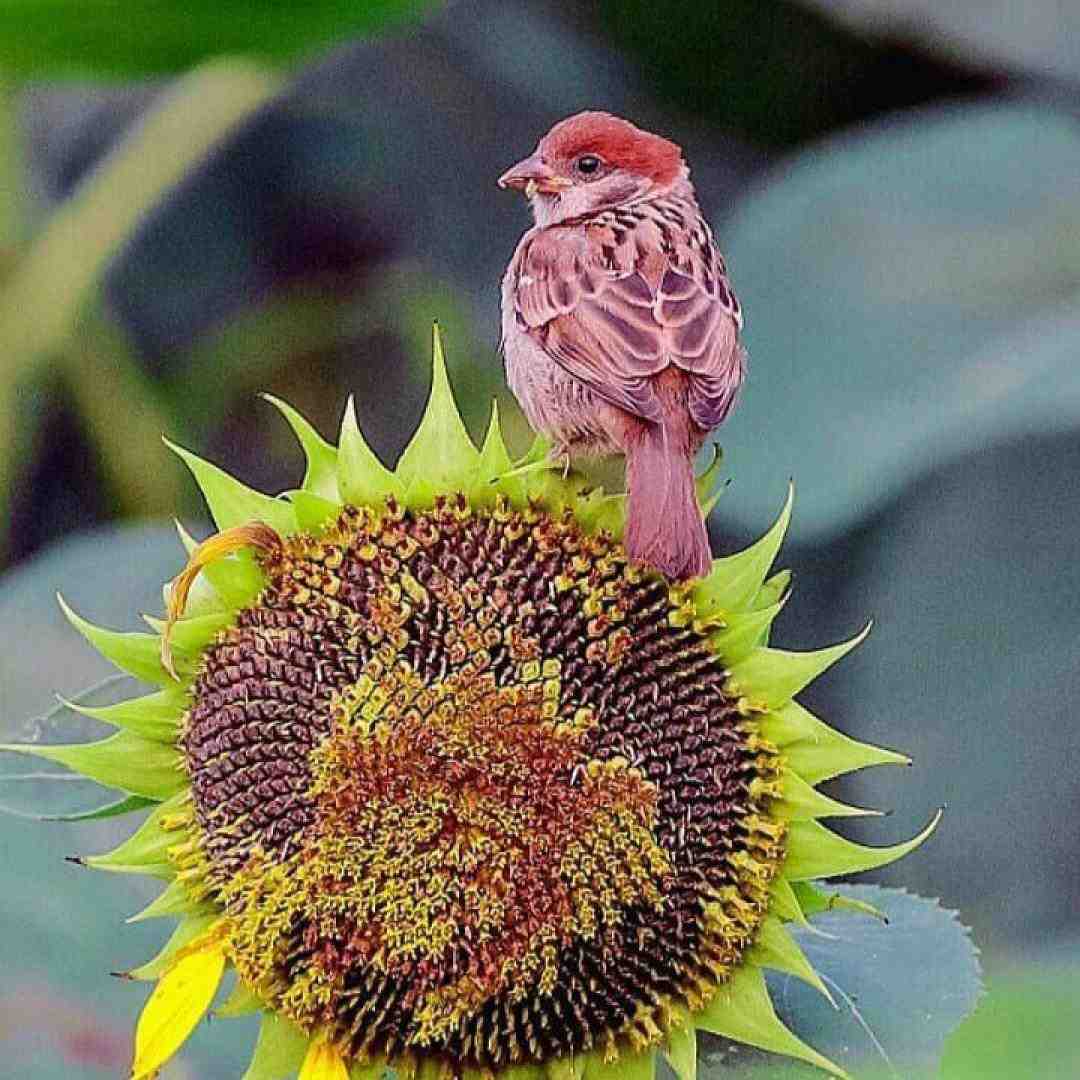  پات رو پدال و نمیخوای بپیچی