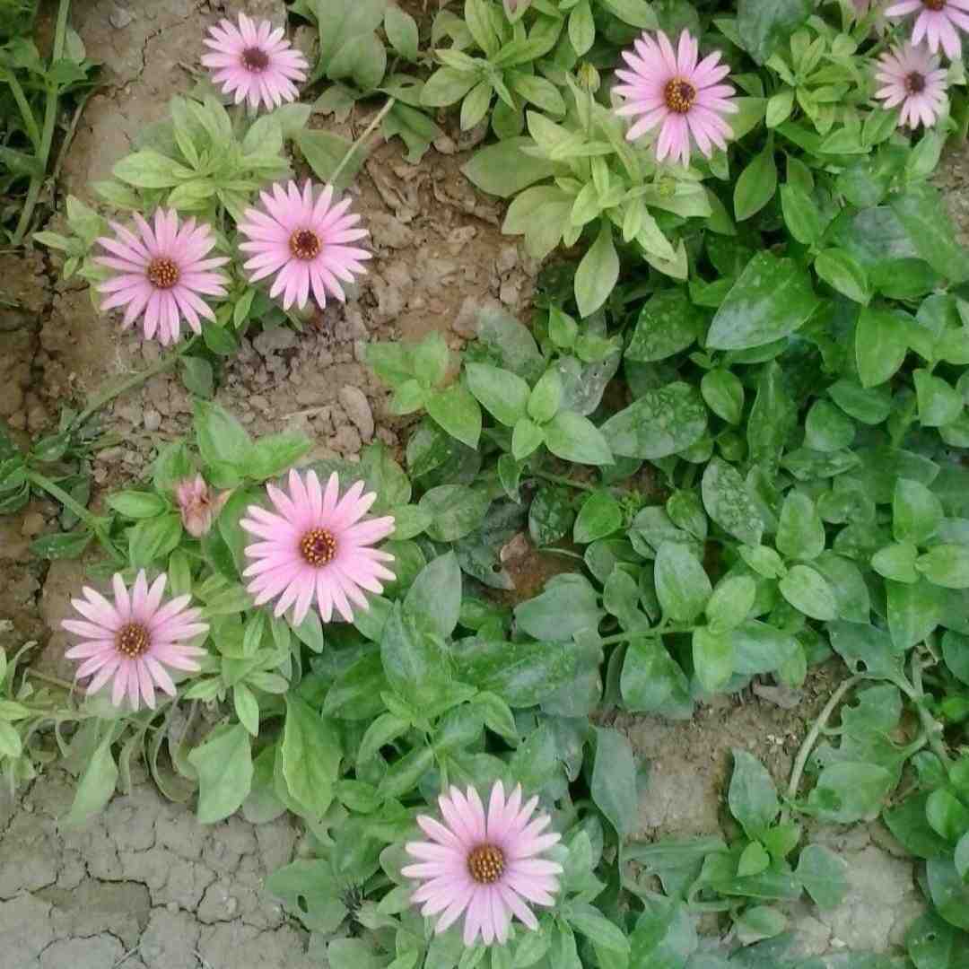 مریم چرا با ناز و با افسون و لبخندی