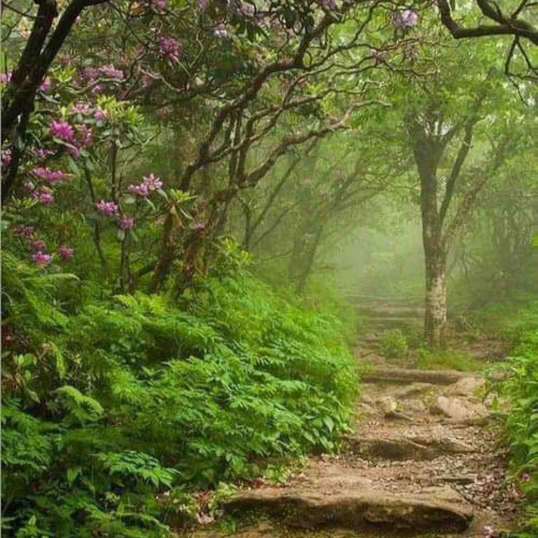  عرق کشمش پکرم کرده