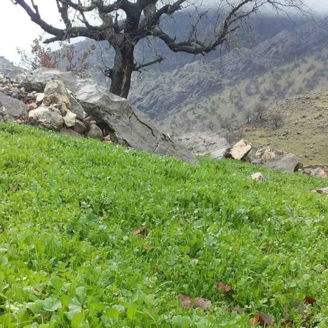  به یارم بگید (هوش مصنوعی)