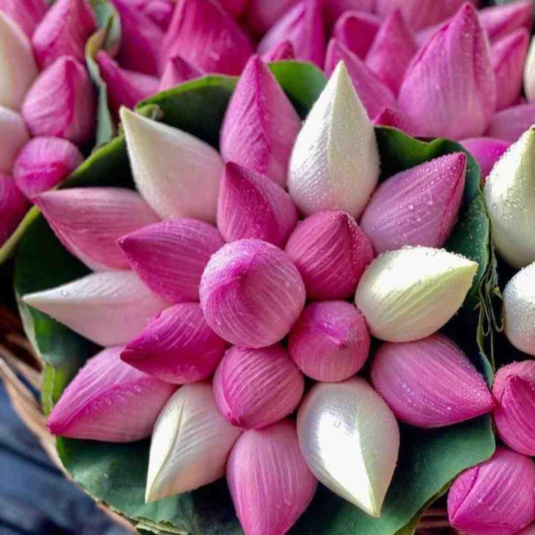  الو په په کیلو کیلو جنسه