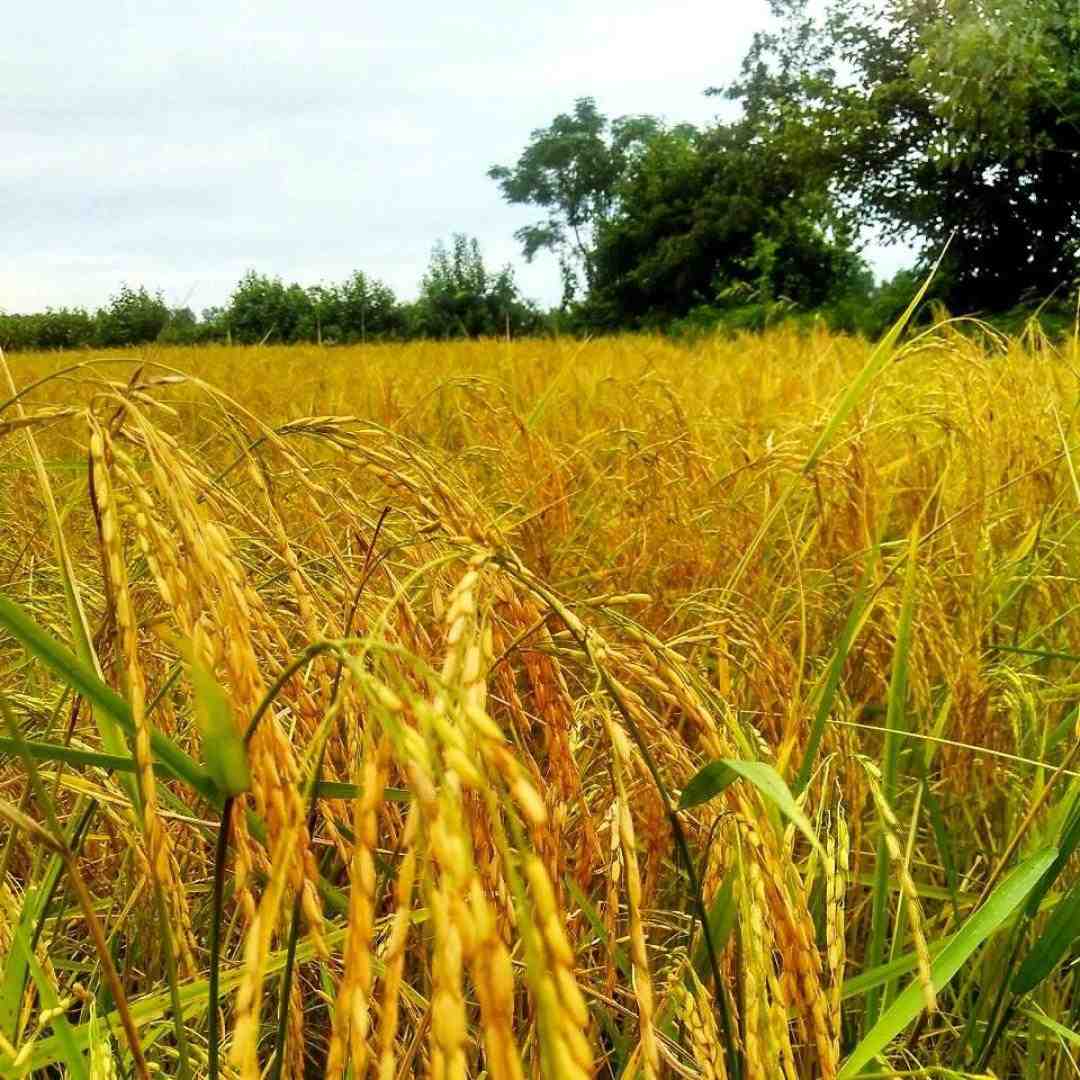  من از دوری تو ضربه خوردم (هوش مصنوعی)