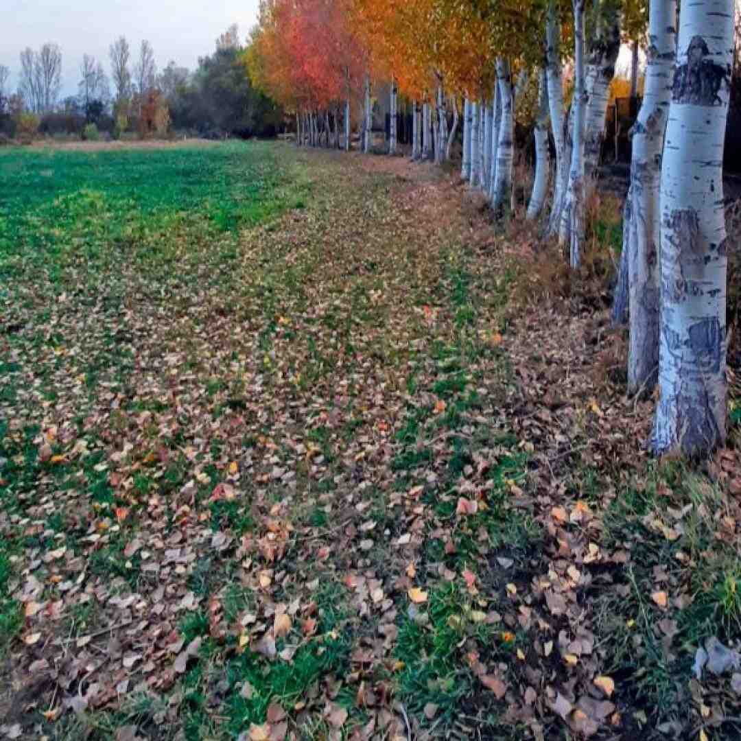  شبا همش به میخونه میرم من