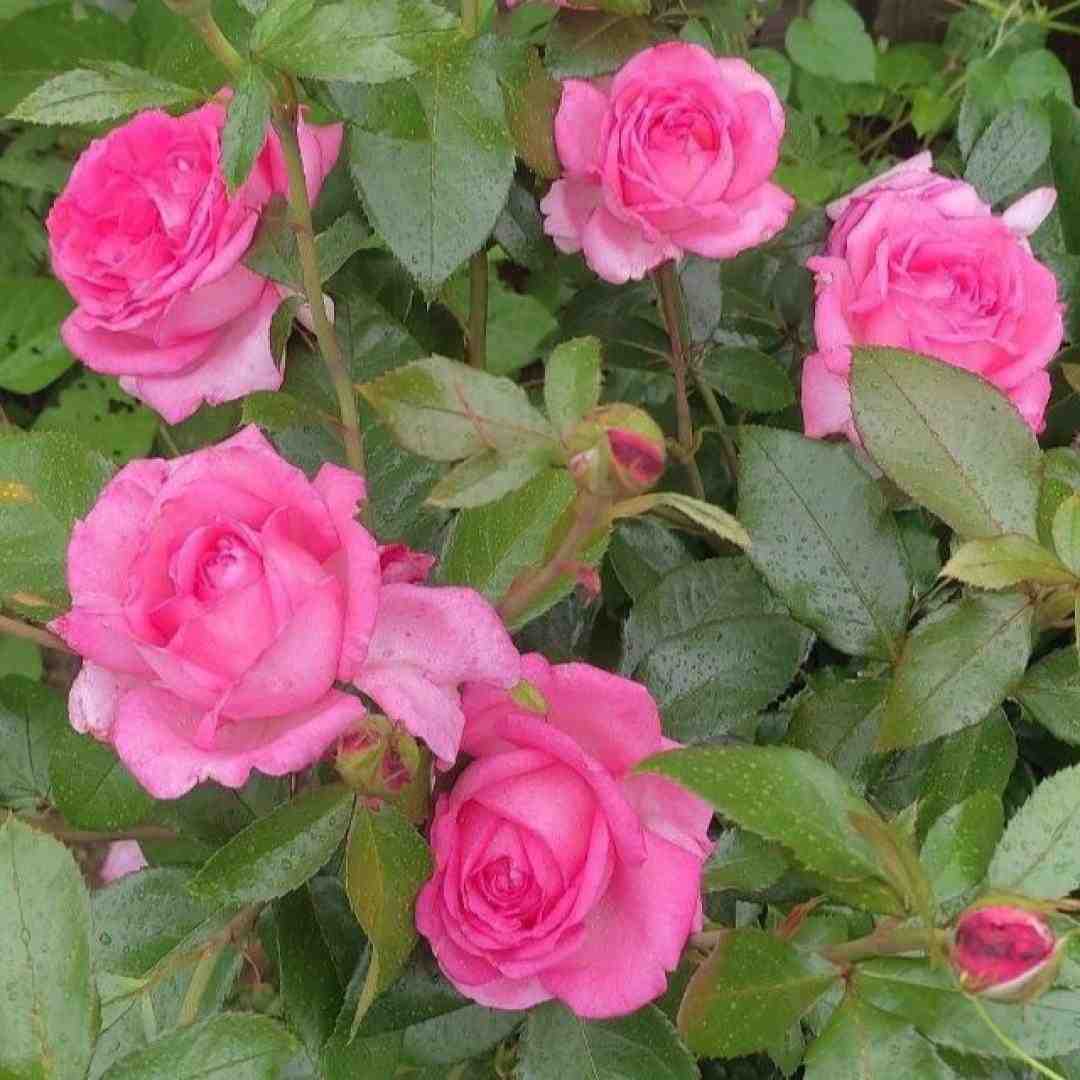  عادتشه بیاد دلبری کنه بره رد کارش (هوش مصنوعی)