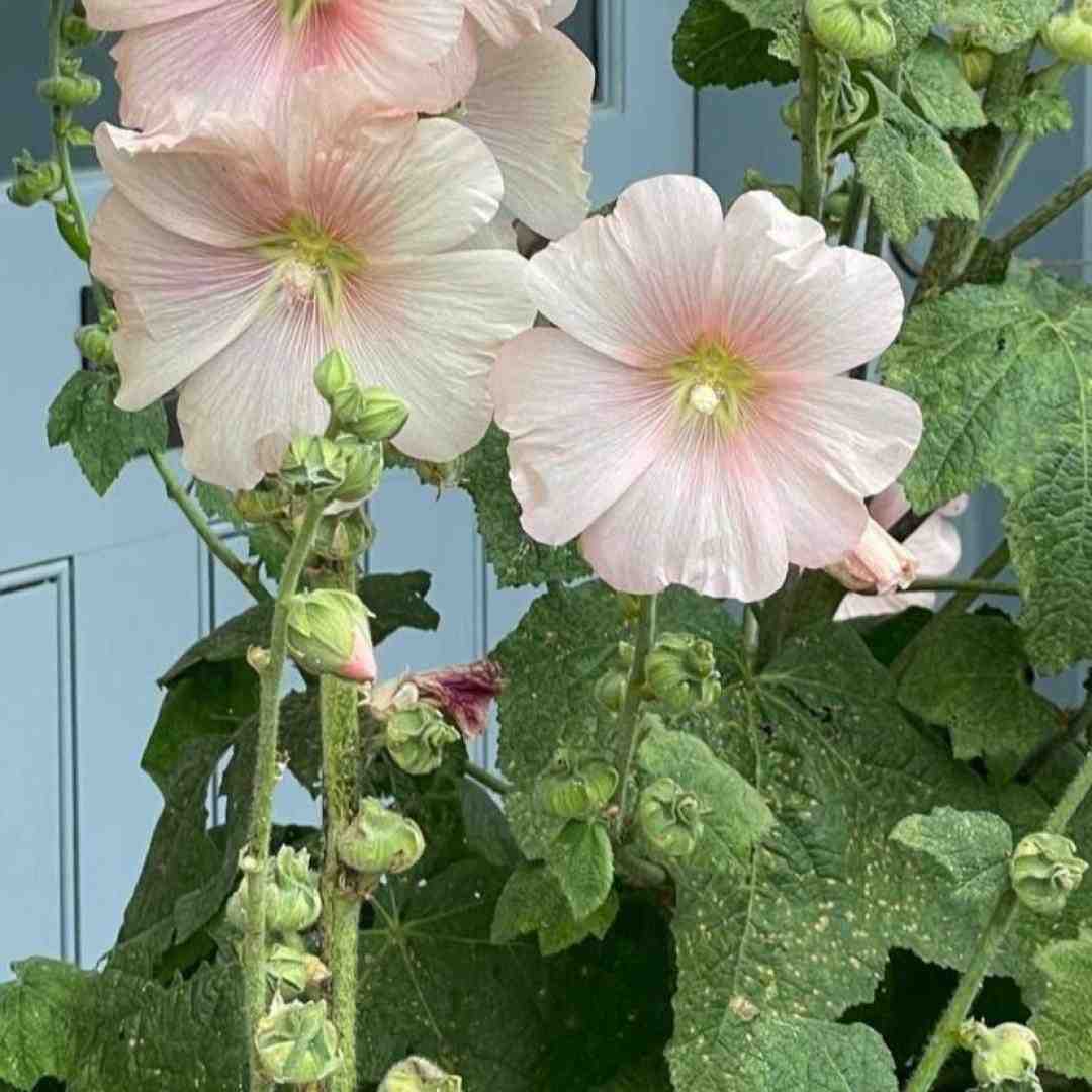زل زدی تو چشام گفتی دوست ندارم