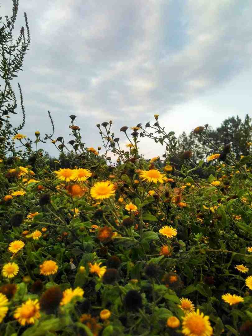  قلبی که برداره چین و چروک