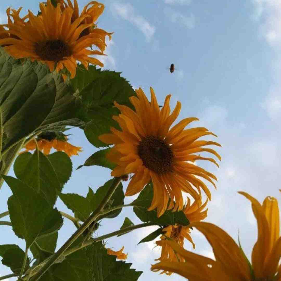 جون جون جون من نری جایی نری تو بدون