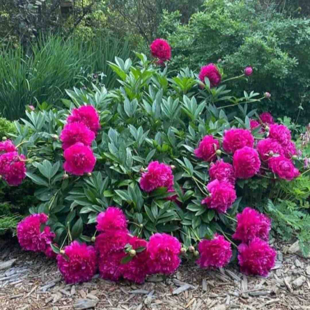 واو سگ داره چشاش سیسش فرق میکنه