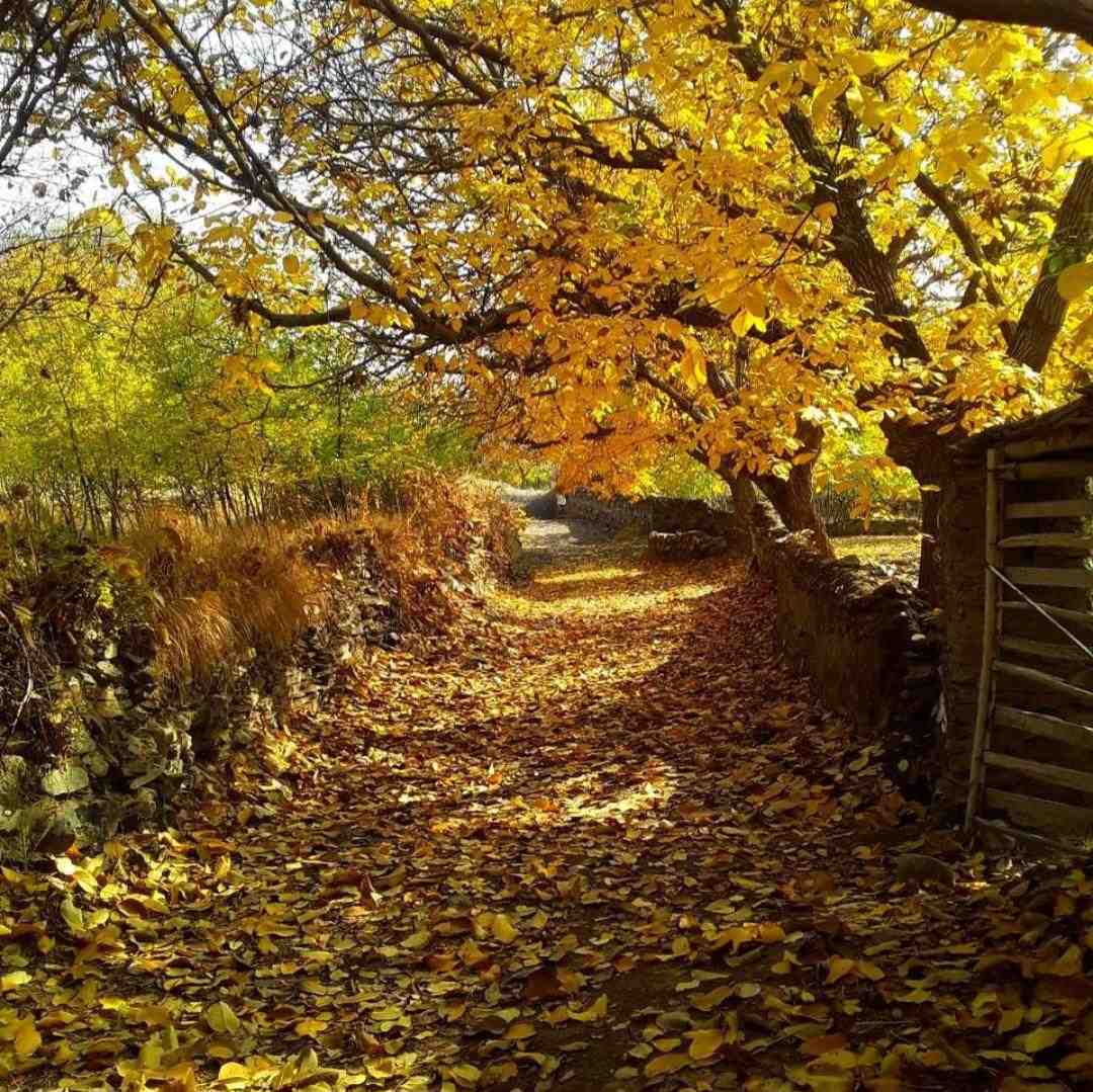  پسر ایرونی هم کوچته دیوار