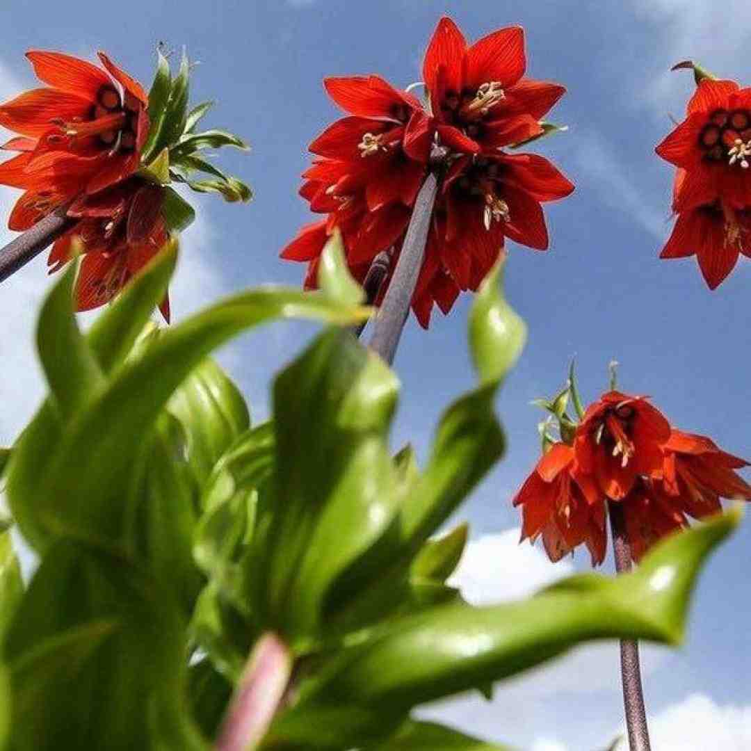منو تنهایی میلیون دلاری منو پسرم