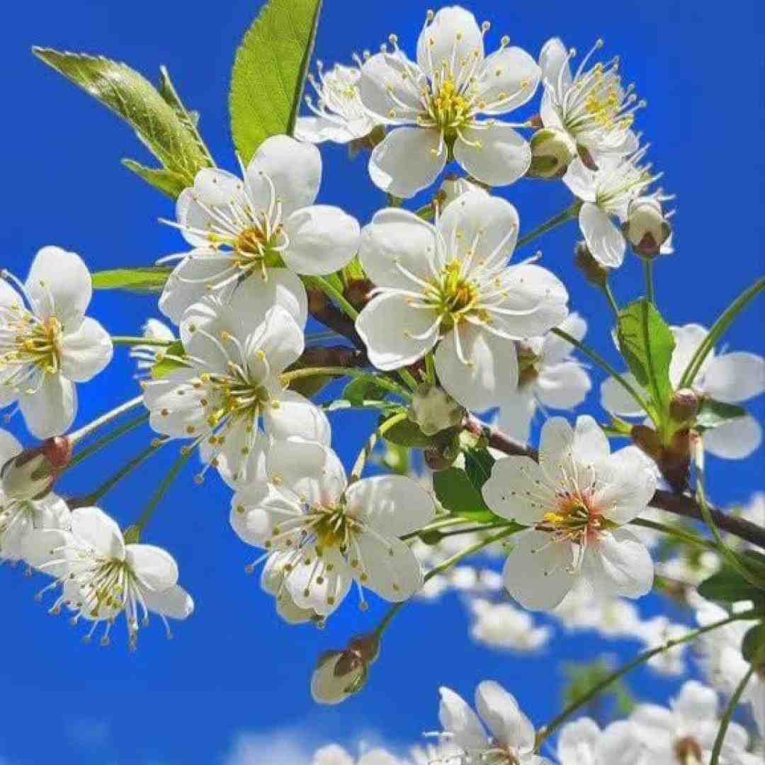 تورو دید چشه من گفتم ای کاش بهت
