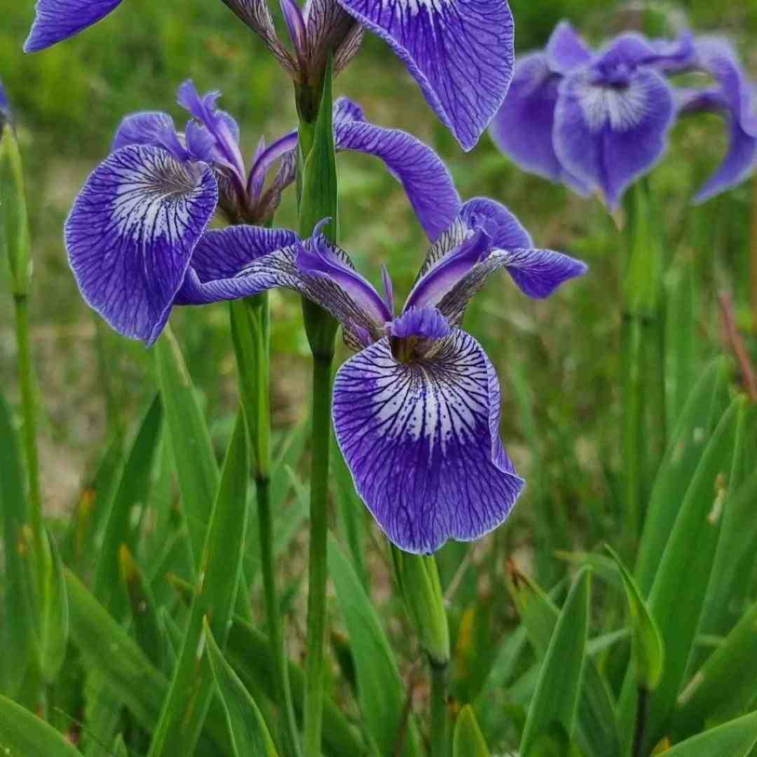 اینم از یه سال دیگه بدنم شده کبود (پسر اینستایی)