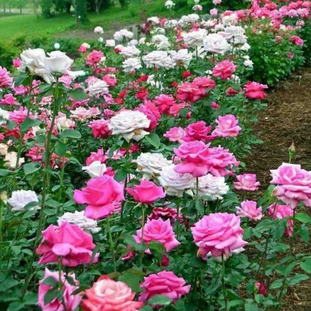 میگیره شب سر گیجه از اینجا به بعد دلا تنگ تر