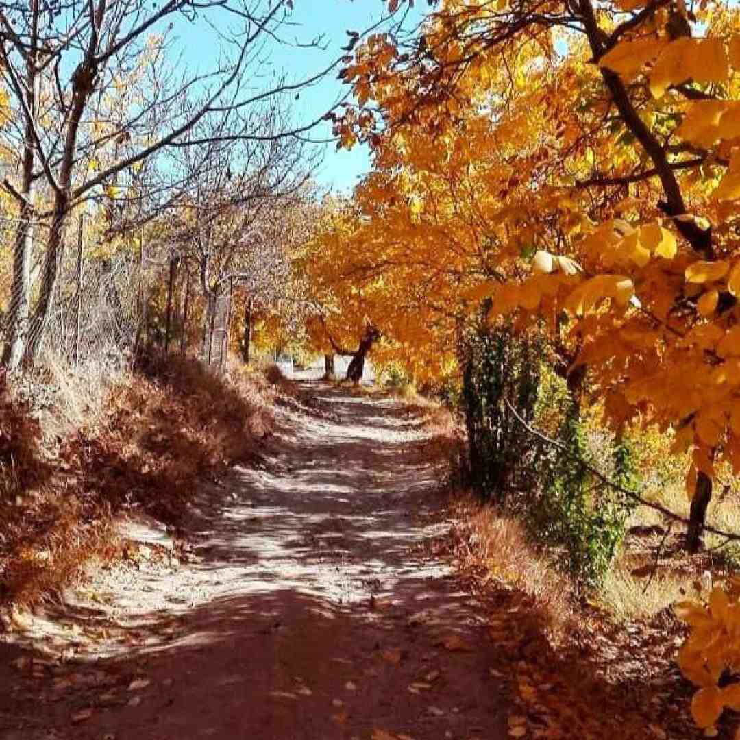 دم به دم دل میبری از همه تو بهتری (صدای زن افغانی)