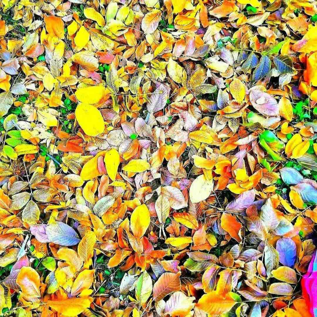  من بی برو برگشت میخوامت (هوش مصنوعی)