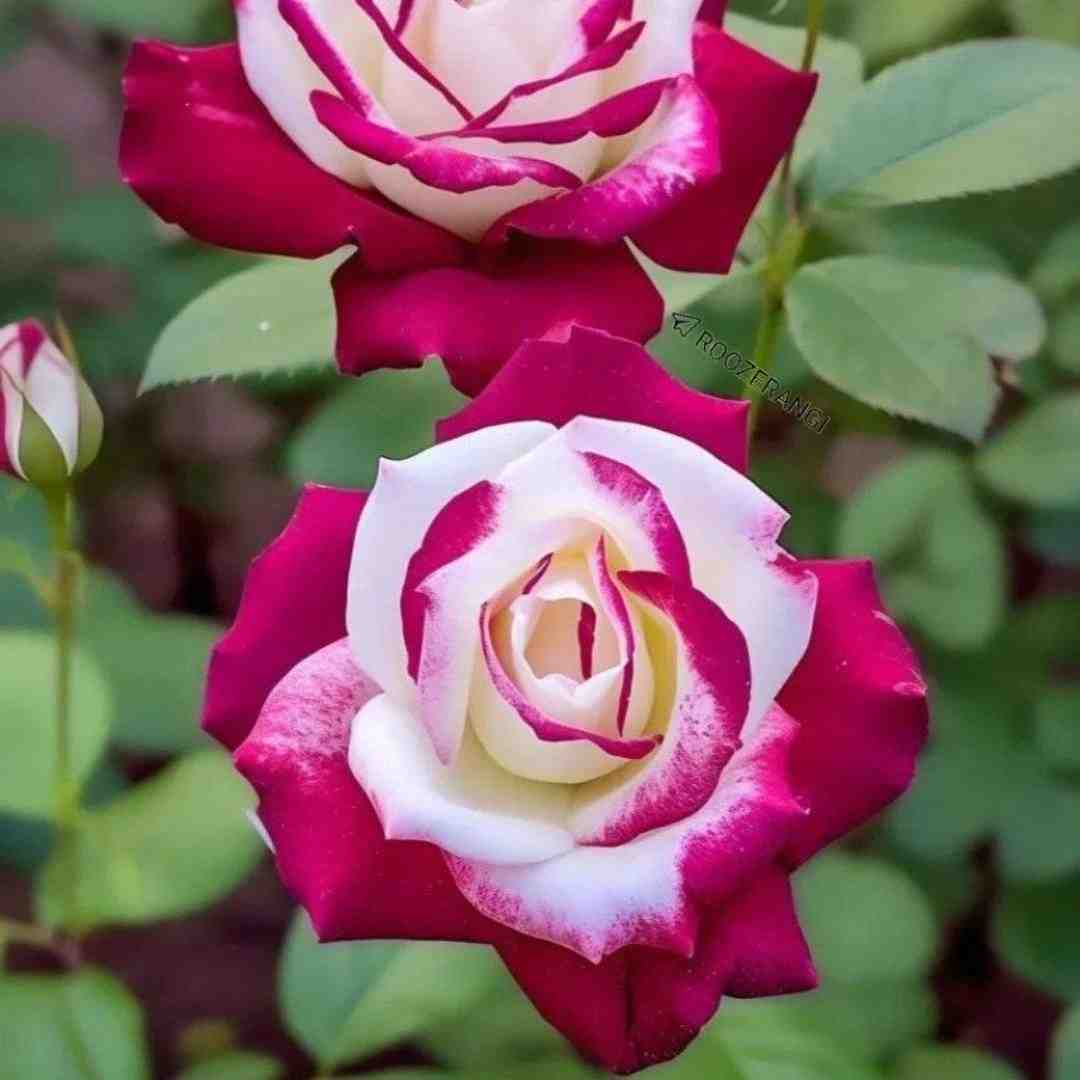  از این گریه چه می دونی نه دردمی نه درمونی