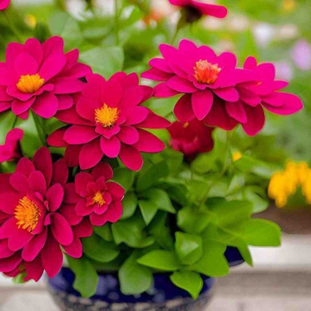  حاجی بالاست کانفیدنس