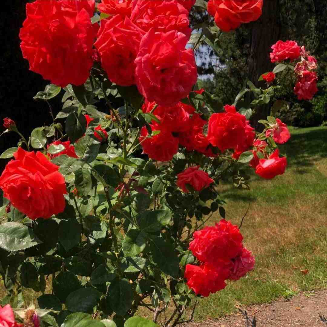  بهم میگه داش وصل شو به جی بی ال
