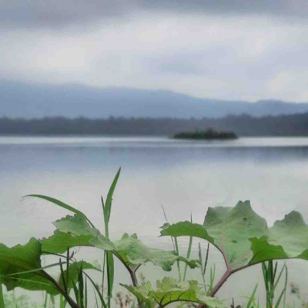  دلم تنگه پرتقال من با صدای زن