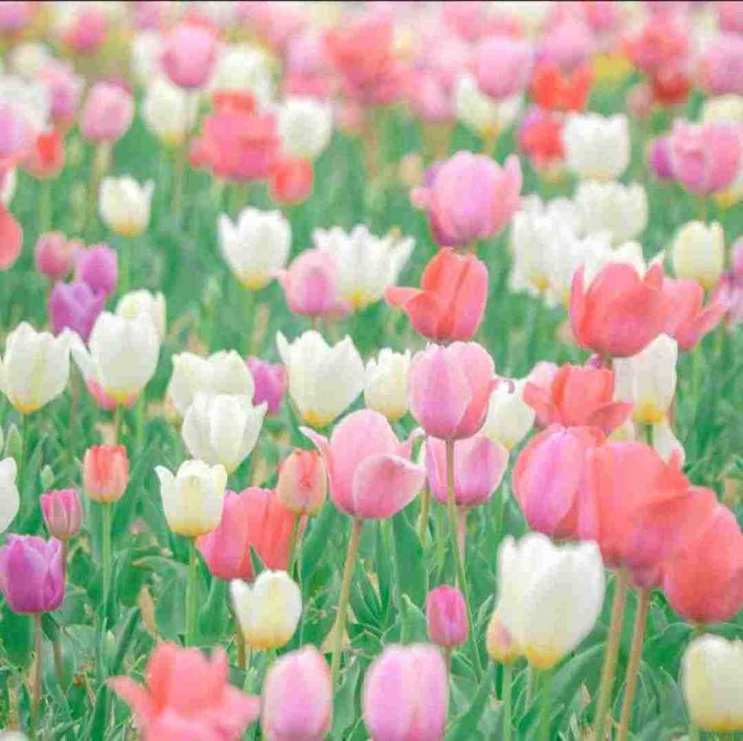 خدا دید ما از همه تنها تریم صدای زن