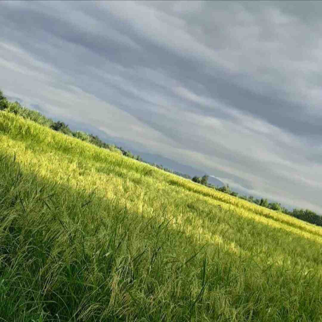  اینجا تهرانه گنگ تر از تگزاسه