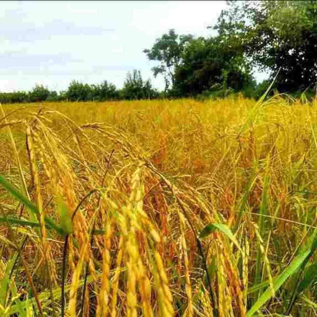  فدای سرت عزیزم نباشه غمت فدای