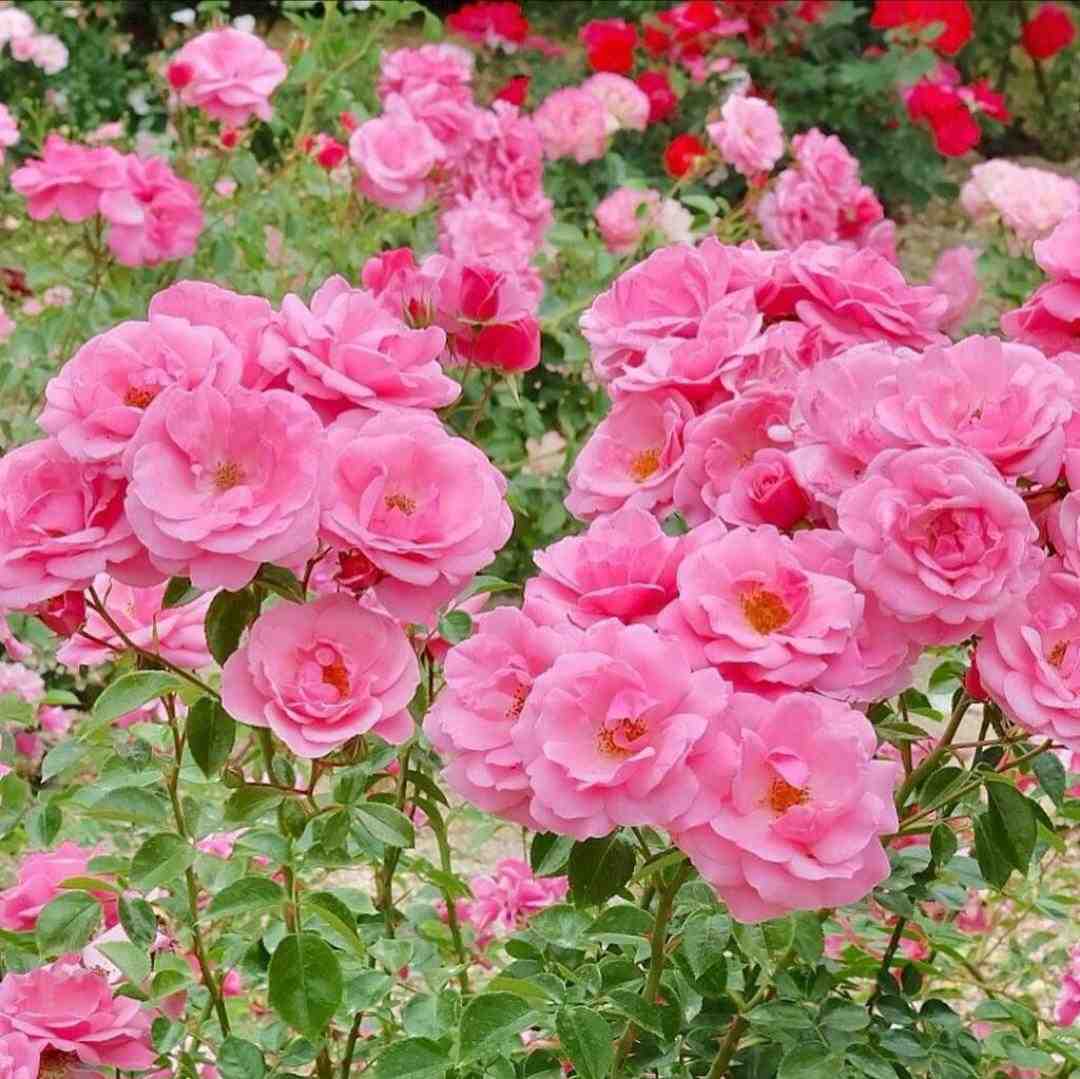 ببین میمیری میمیری زود خب (ترند اینستایی)