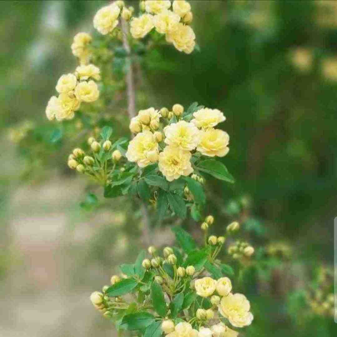  تو اون کوه بلندی که سر تا پا غروره