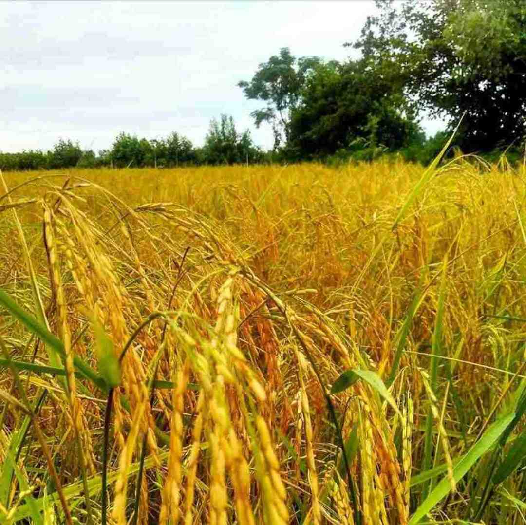  تراختور منه جاندی هم جاندی هیجاندی