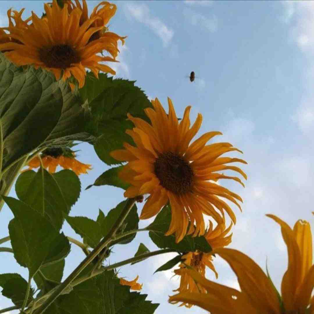ستونم ستونم یه چی بود تو توتونم
