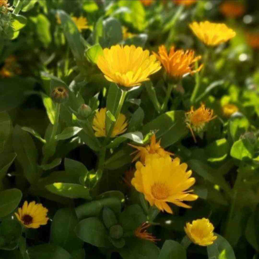  شیراز با کی مست دیدنت