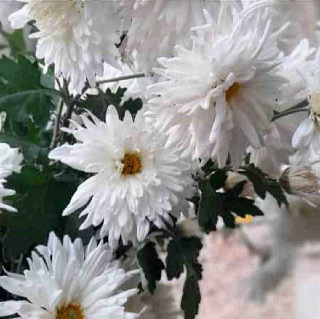 من با پوتین بزرگ شدمو کلاه بوده سرم