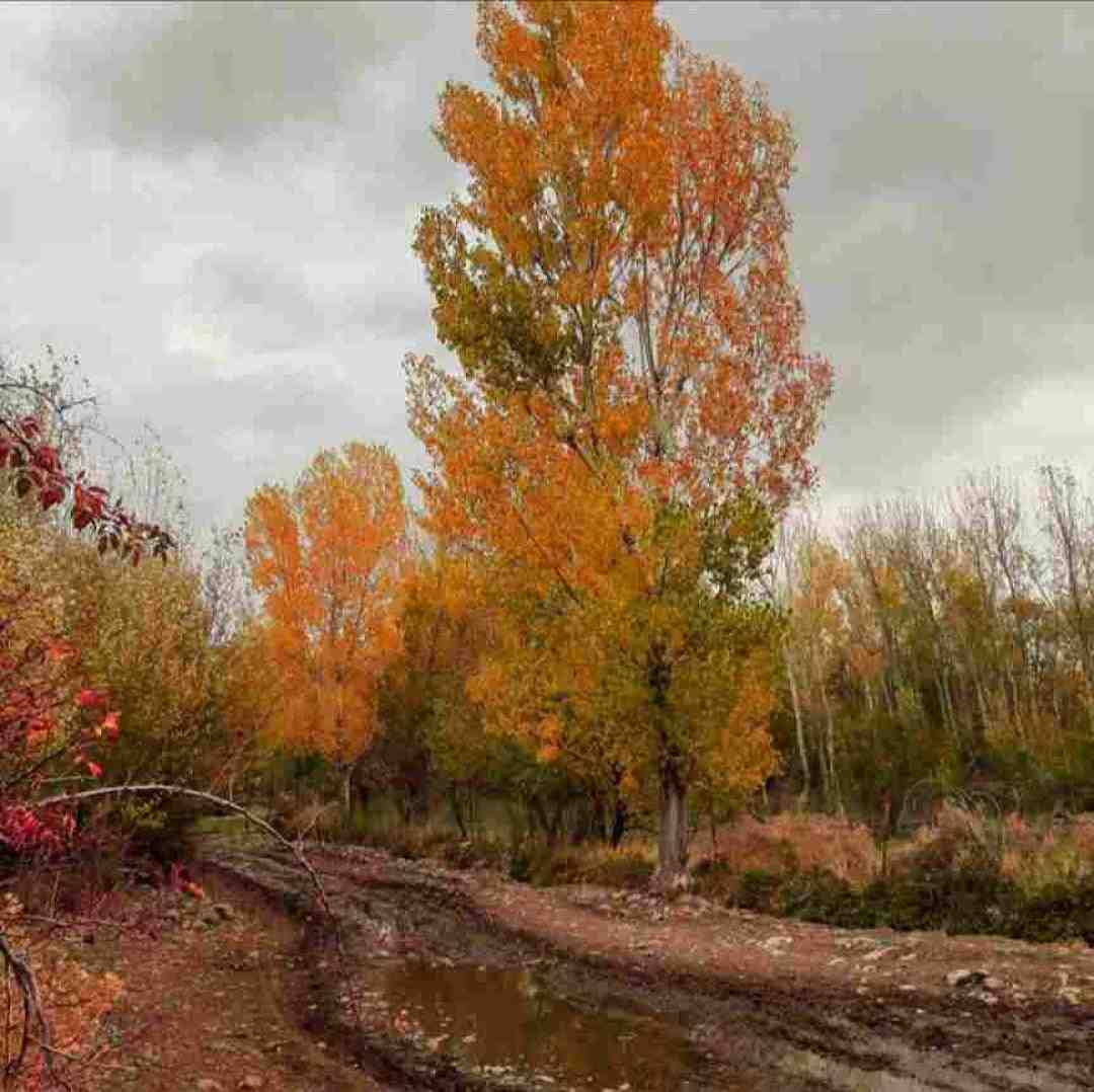 پیرم در اومد از جایی که پیرهن در اومد