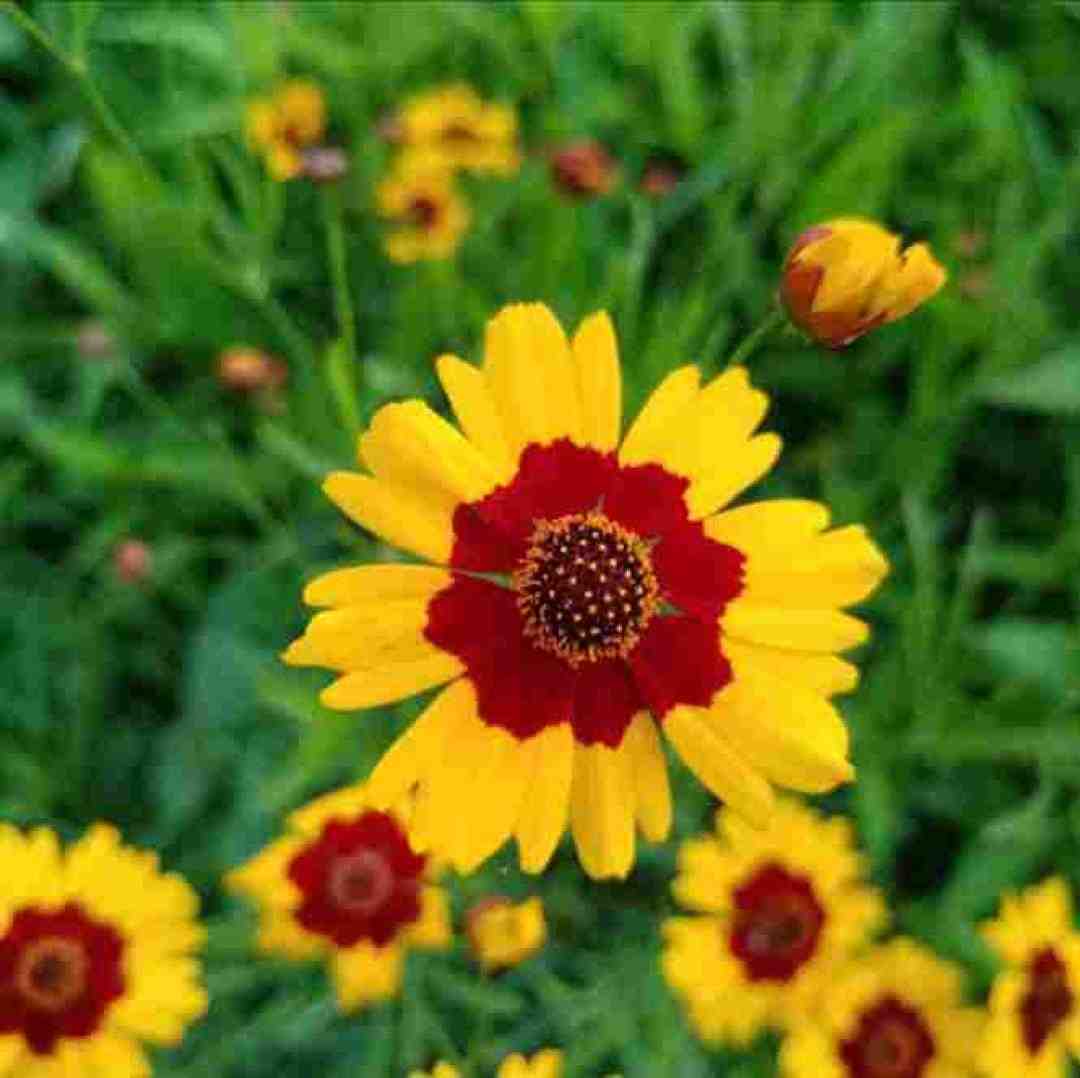  از آسمون داره میاد یه دسته حوری