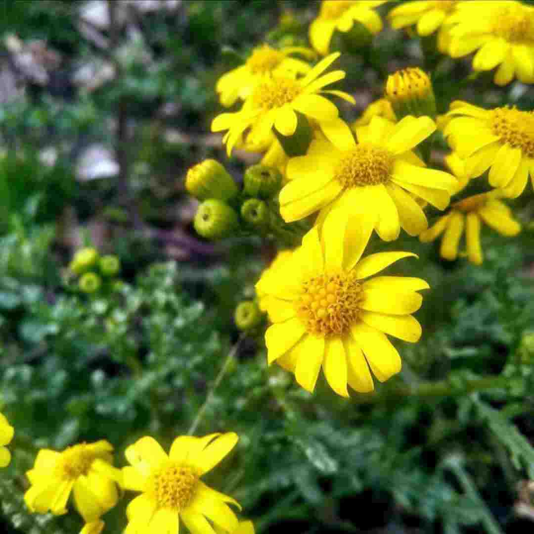  موهامو میخوای چه کنی بی حیا پسر
