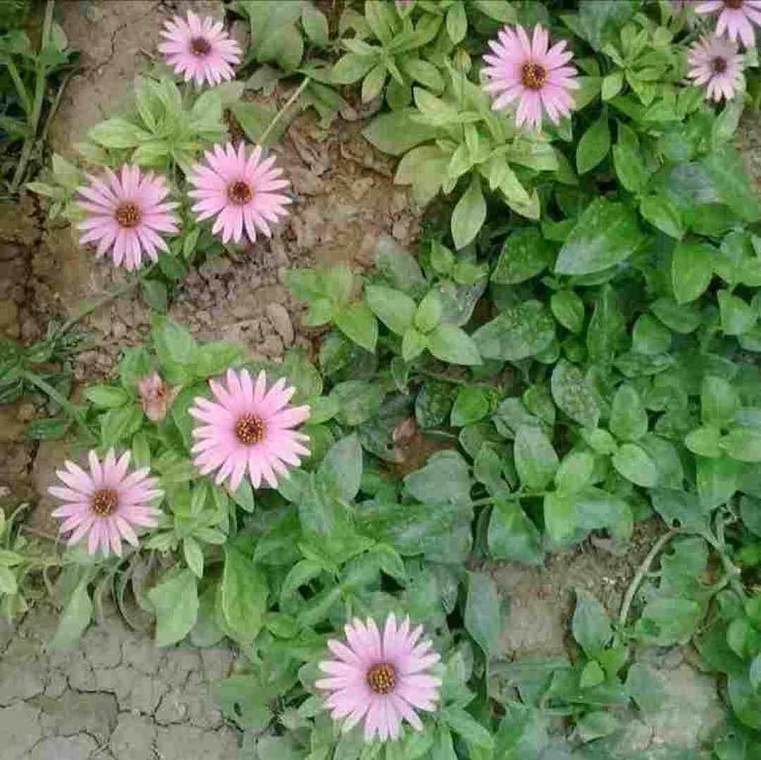 اگه حرفمو شنیدی جنگلو نده به پاییز