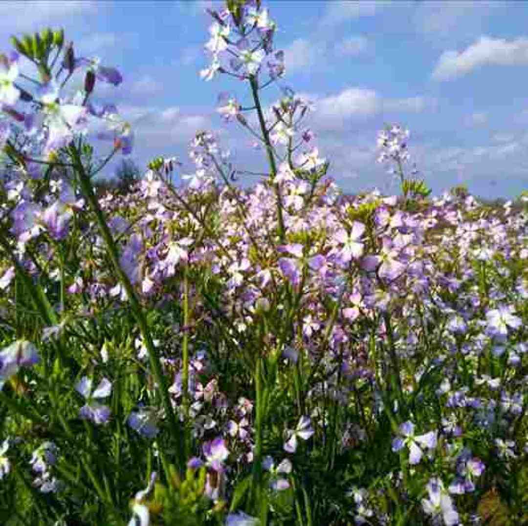 رو هر دستی یه دستی هست تو هر رابطه ای