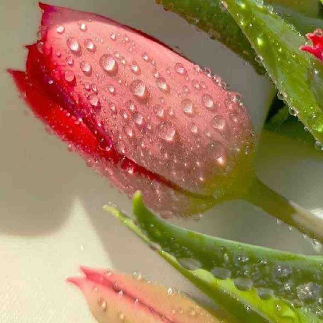 چرا این بارون غم بند نمیاد