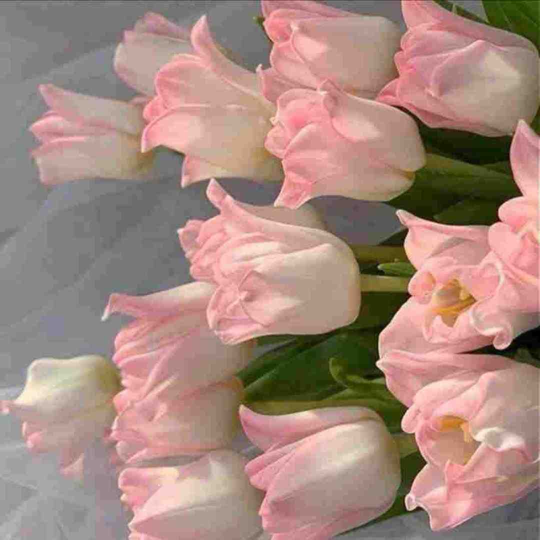 جون دلم تویی جون دلم (صدای زن)